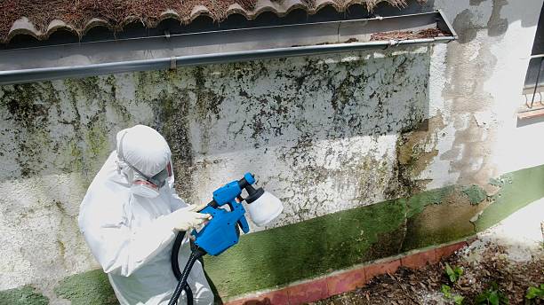 Trusted Attic Mold Removal service in Eure, NC - Cheap Mold Removal